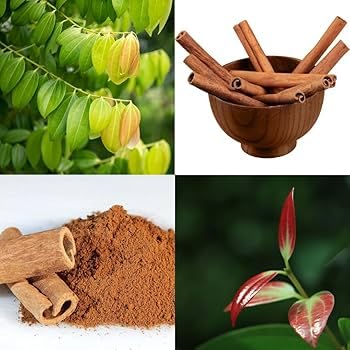 Hybrid original dalchini live plant Pack of 1 : Amazon.in: Garden